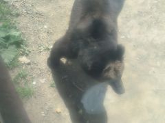 -新疆天山野生动物园