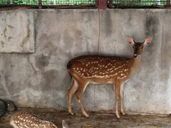 -青峰峡国家森林公园