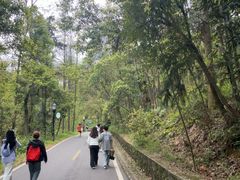 -潜山国家森林公园