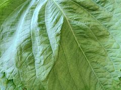 -大正泥炉烤肉(苏宁店)