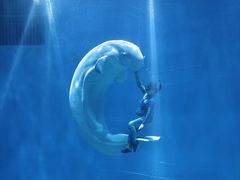 -芜湖新华联大白鲸海洋公园