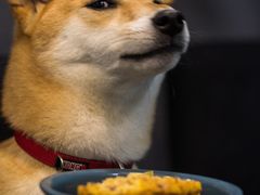 -百好乐宠物友好餐厅(朝外大街店)