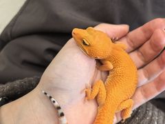 -酷以爬仙阁实体爬宠店·守宫·蜥蜴·专业繁育