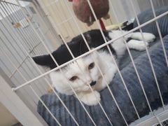 -宠颐生嘉德动物医院