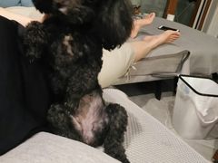 -帕帕拉兹宠物(亚洲旗舰店)