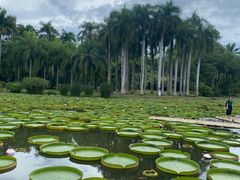 -中国科学院西双版纳热带植物园