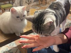 -猫猫幼稚园·撸猫·桌游·电玩