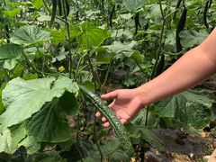 -万源龙顺度假庄园生态观光园