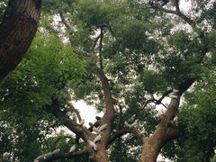 -西湖游船
