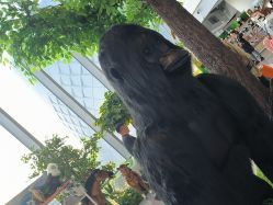 -IMON·HANSA潮玩玩偶毛绒玩具(通州万象汇店)