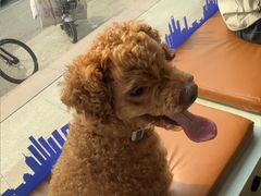 -芭比堂动物医院·CT·微创中心(新顺分院)