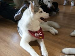 -Husky Go! 哈士奇体验馆·宠物咖啡厅狗咖