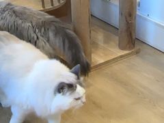 -有喵·猫咖·狗咖·30几只猫10只小狗(岗厦店)