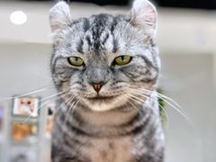 -藏猫猫咖啡主题馆(中央大道店)