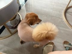 -艾贝尔宠物医院 ·内科全科(梁溪路店)