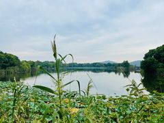 -上海市保健医疗中心