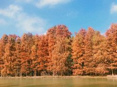 -上海海湾国家森林公园