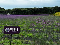 -济州森林小火车生态公园