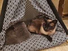 -猫友咖啡店(玉林西路店)