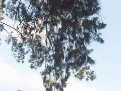 -马奴干岛
