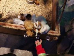 -酷嗒动物文化乐园(cutezoo西溪乐天城店)