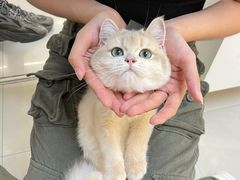 -lincat·猫舍(广州店)