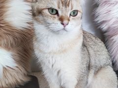 -飞行喵MR PILOT|猫舍·猫咖(静安大融城店)