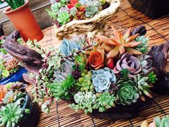 -秦美花卉(天朗·莱茵小城2期店)