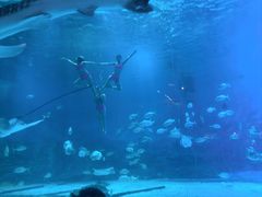 -烟台海昌鲸鲨海洋公园