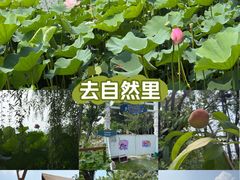 -金鸡湖桃花岛