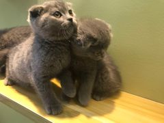 -东方名猫馆·英短金渐层布偶猫舍(环线广场1号楼店)