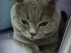 -喵的天空名猫咖啡馆·撸猫·猫舍·用品
