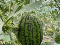 -庞各庄翠芳园西瓜蔬菜基地采摘园