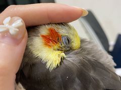 -瑞派·关忠动物医院·异宠专科·犬猫肿瘤·皮肤专科(望京店)