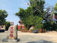 -大槐树寻根祭祖园