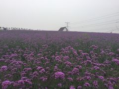iphone_upload_pic-紫颐香薰山谷景区