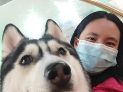 -Husky Go! 哈士奇体验馆·宠物咖啡厅狗咖