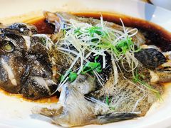 清蒸石斑鱼-鱼乐轩(珠江路店)