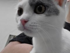 -猫力发电所·宠物专门店