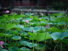 -万源龙顺度假庄园生态观光园