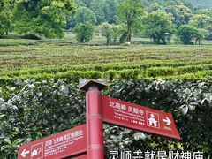 -灵顺寺