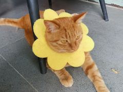 -喵屿·大理花园猫咖