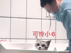 -老吴的猫·猫舍(新区店)