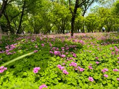 -新虹桥中心花园