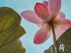 -嘉北郊野公园