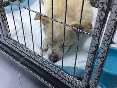 -达爱动物医院·犬猫分区·CT·复杂眼科(远洋山水分院)