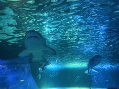 -悉尼海洋生物水族馆
