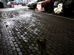 -美联众合动物医院·24h转诊中心