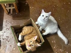 -猫猫幼稚园·撸猫·桌游·电玩