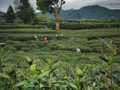 -华祥苑茶馆•国缤茶小蓝罐(普罗旺斯店)